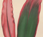 Drecena Ferrea Versicolor Poster Drecena Ferrea Versicolor Poster